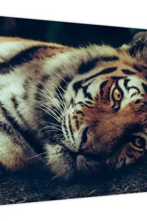 Schilderij - Siberische tijger Oryginalny