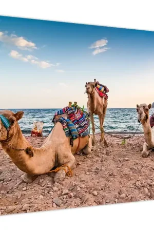 Schilderij - Kamelen Zwrot pieniędzy
