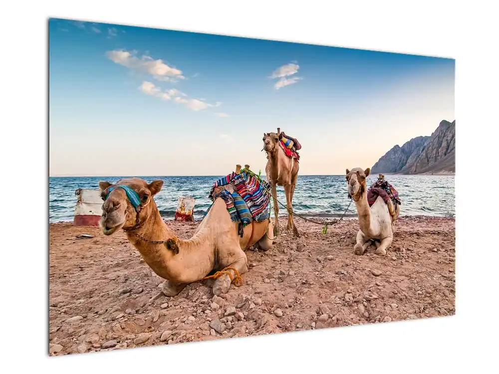 Schilderij - Kamelen Zwrot pieniędzy