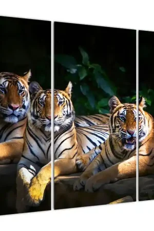 Schilderij - Tijgerbroers Wysoka jakość