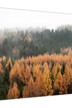 Schilderij - Herfstbos Kup teraz