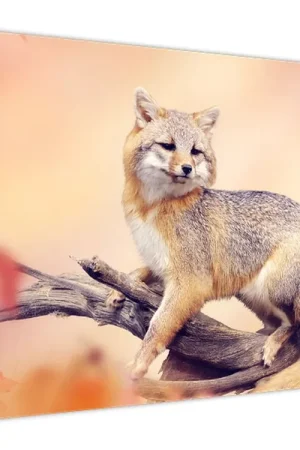 Schilderij - Vos Zamów teraz