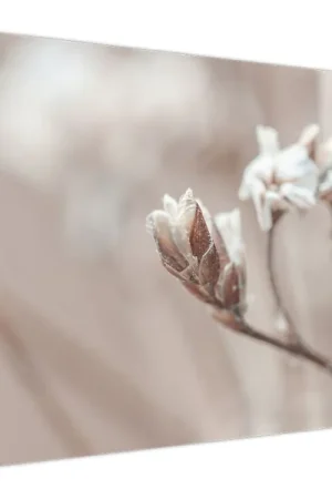 Schilderij - Tak, detail Darmowa dostawa