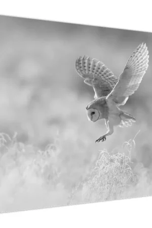 Schilderij - Uil, zwart-wit Najlepsza cena