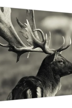 Schilderij - Herten Oferta