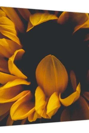 Promocja Schilderij - Zonnebloemen op zwarte achtergrond