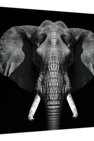 Zamów teraz Schilderij - Olifant op zwarte achtergrond