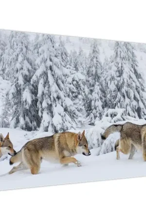 Premium Schilderij - Wolven in de bergen