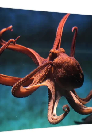 Najlepsza cena Schilderij - Octopus