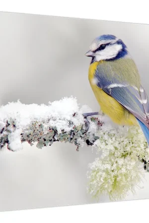 Tylko dziś Schilderij - Pimpelmees in het bos