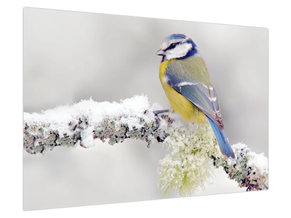 Tylko dziś Schilderij - Pimpelmees in het bos
