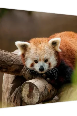 Schilderij - Rode panda Wyprzedaż