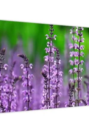 Premium Schilderij - Paarse weidebloemen