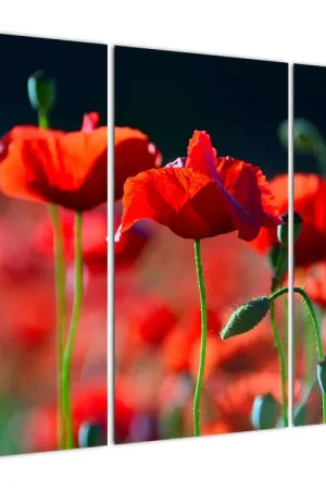 Schilderij - Klaprozen Oryginalny