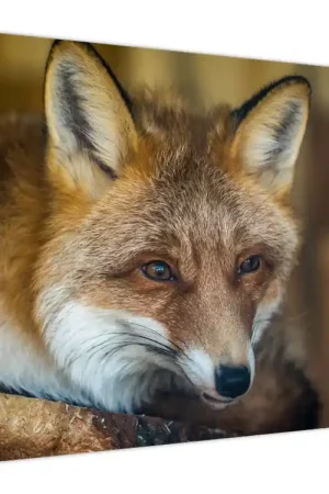 Schilderij - Vos Oferta limitowana