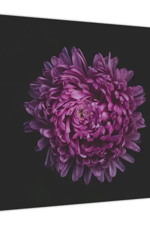 Schilderij - Paarse bloem Oferta limitowana