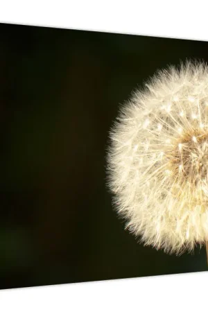 Najlepsza cena Schilderij - Grijze paardebloem