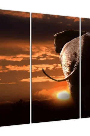 Schilderij - Olifant Kup teraz