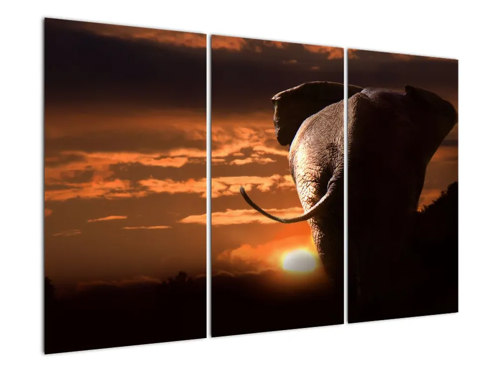 Schilderij - Olifant Kup teraz