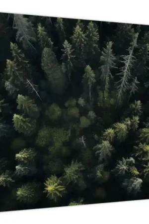 Schilderij - Bos Szybka dostawa