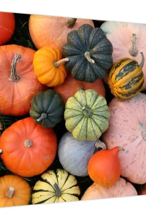 Schilderij - Pompoen Premium