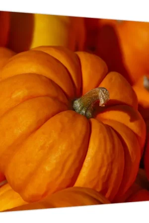 Schilderij - Geweldige pompoenen Popularny