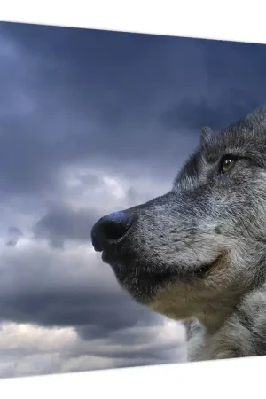 Schilderij - Wolfskop Najlepsza cena