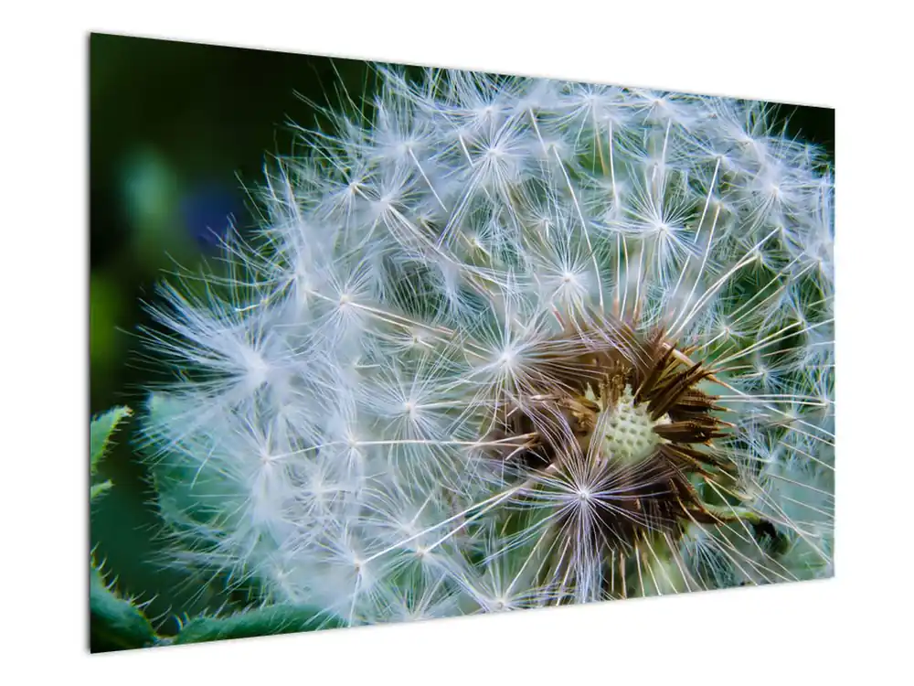 Schilderij - Vervelkte paardebloem Bezpieczna płatność