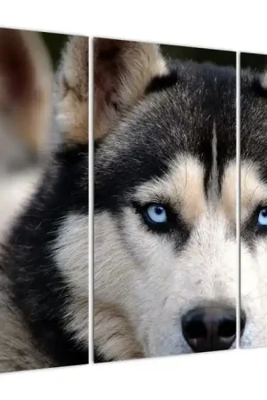 Zamów teraz Schilderij - Husky hond