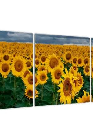 Darmowa dostawa Schilderij - Zonnebloemenveld