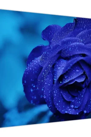 Najlepsza cena Schilderij - Blauwe roos