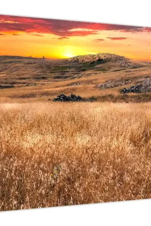 Schilderij - Veld Nowość