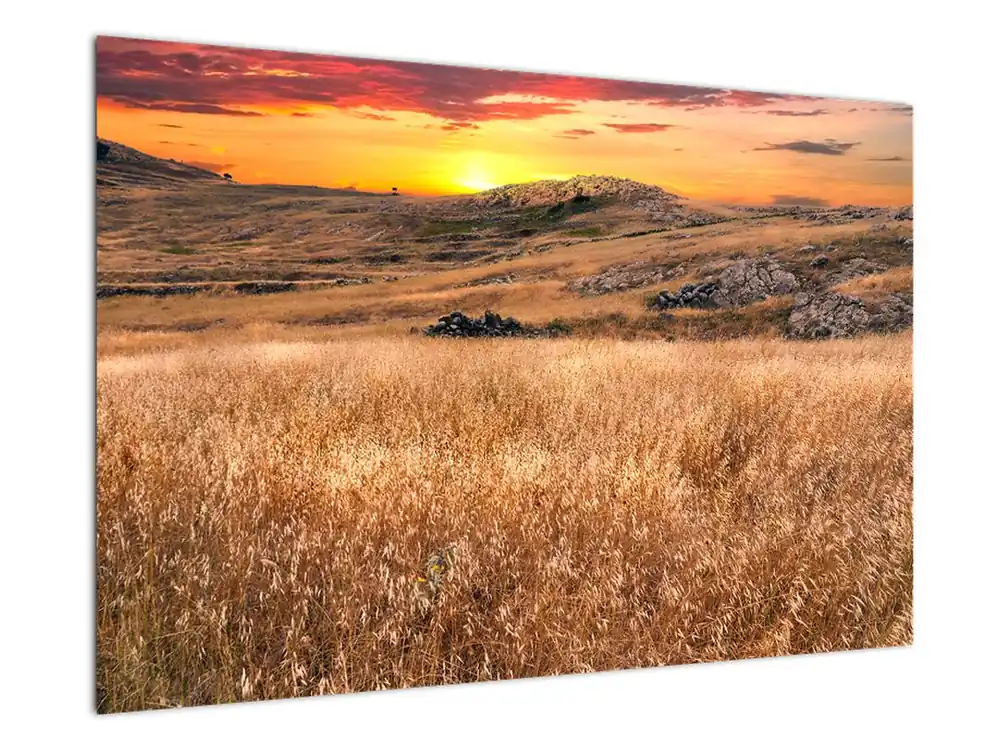 Schilderij - Veld Nowość