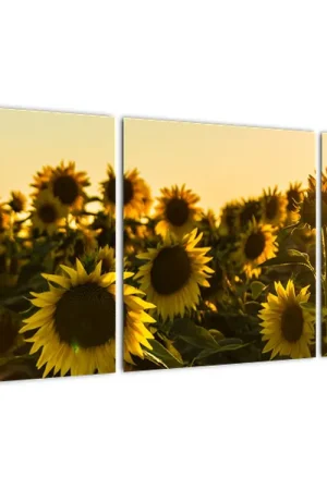 Schilderij - Zonnebloemenveld Oferta limitowana