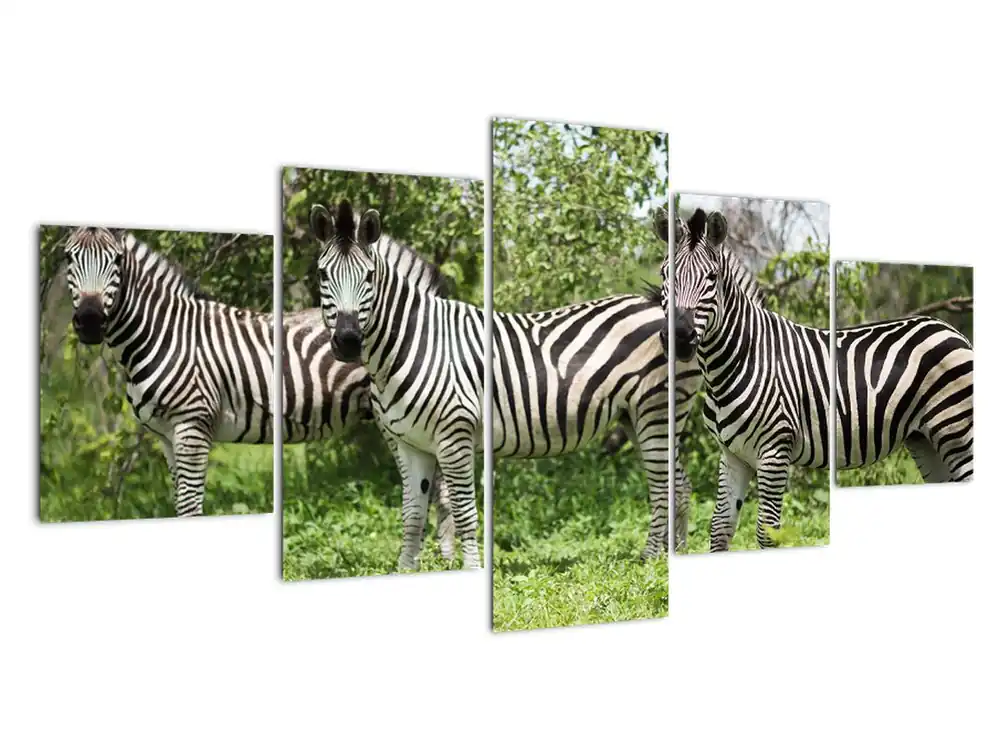 Oferta limitowana Schilderij - Zebra´s