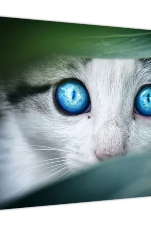 Popularny Schilderij - Kitten kijkt naar een bloem