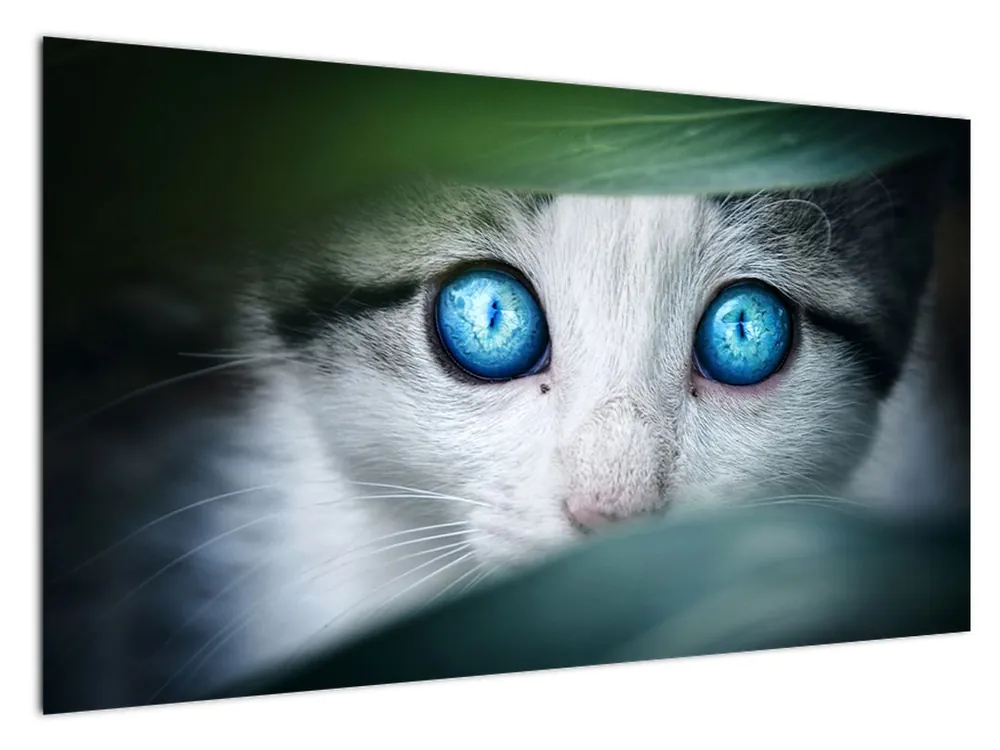 Popularny Schilderij - Kitten kijkt naar een bloem