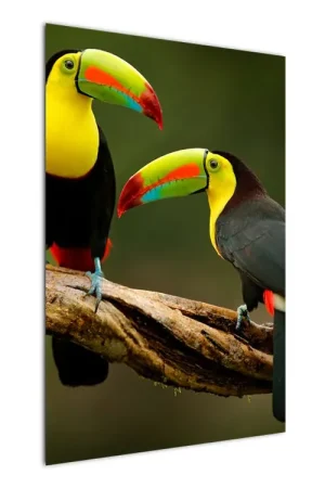 Zwrot pieniędzy Schilderij - Zittende toekans, Costa Rica