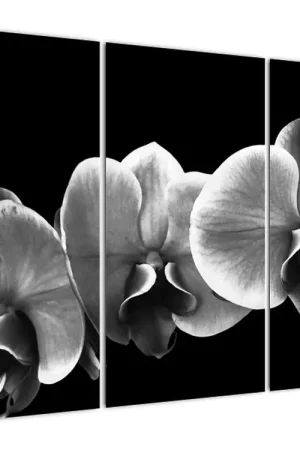 Kup teraz Schilderij - Orchideebloesem