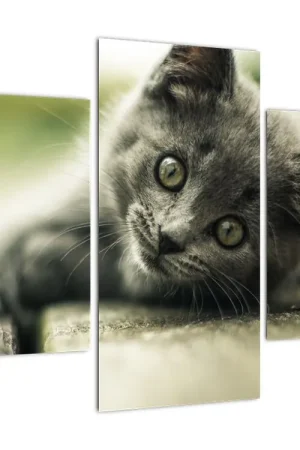 Schilderij - Kitten kijkt naar een bloem Szybka dostawa