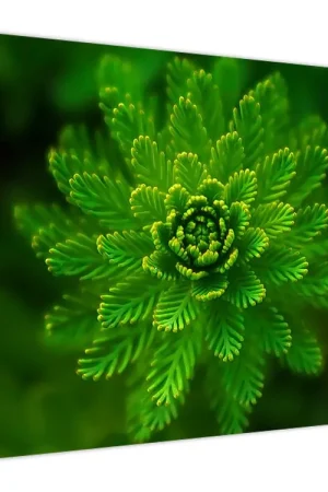 Schilderij - Naaldboom Popularny