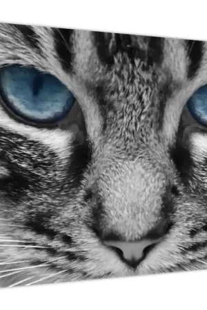 Wyprzedaż Schilderij - Poes