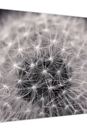 Schilderij - Paardebloem Nowość