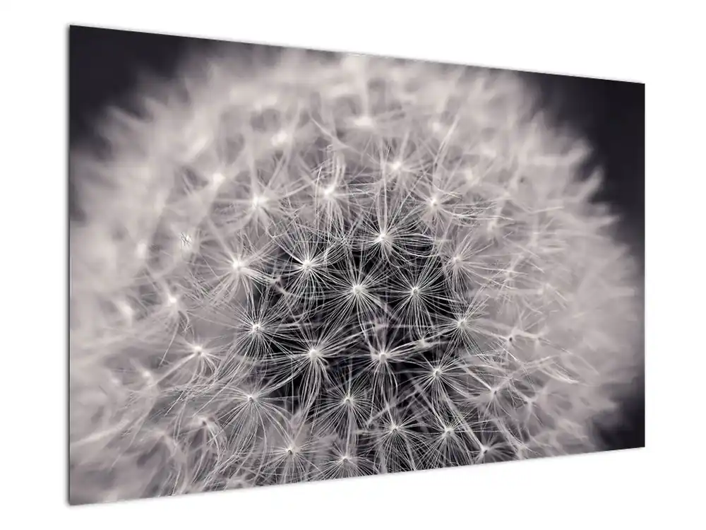 Schilderij - Paardebloem Nowość