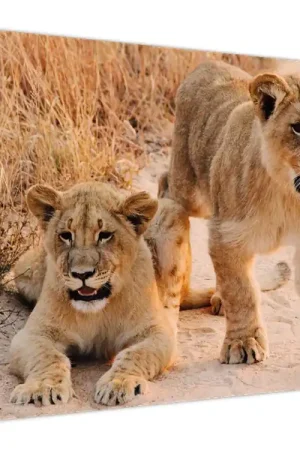 Kup teraz Schilderij - Leeuwtjes