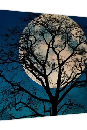 Wyprzedaż Schilderij - Boom met volle maan