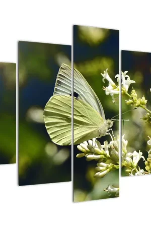 Bezpieczna płatność Schilderij - Vlinder