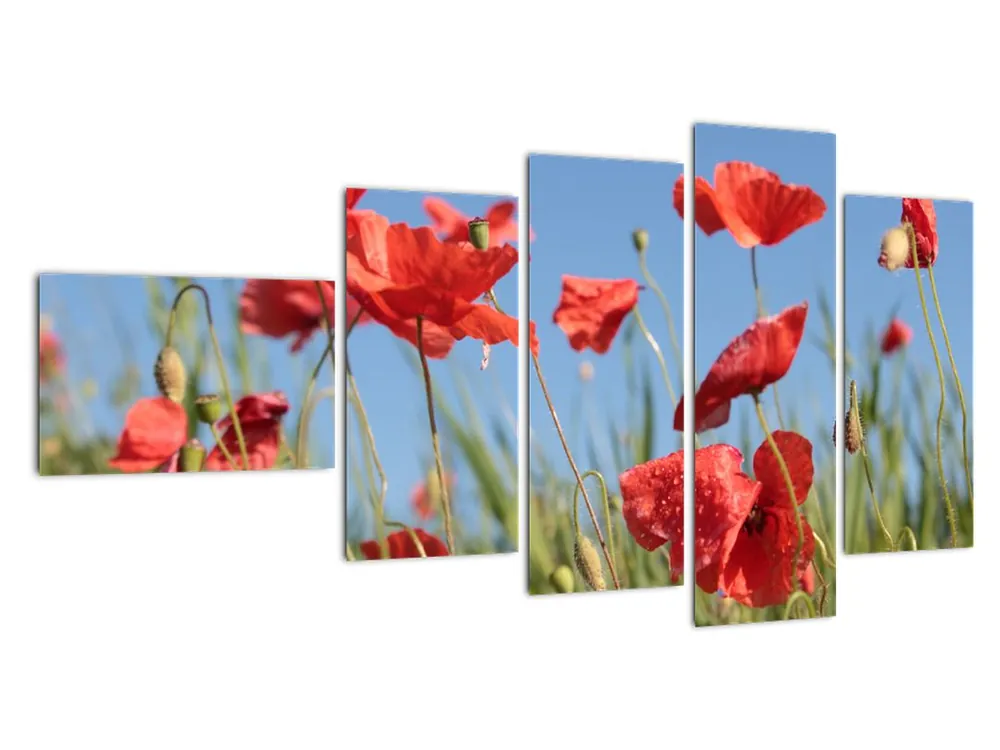 Schilderij - Klaprozen Premium