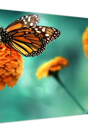 Tani Schilderij - Vlinder