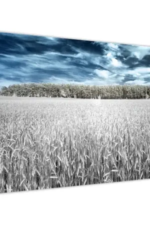 Schilderij - Veld Niska cena